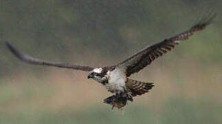 Western Osprey