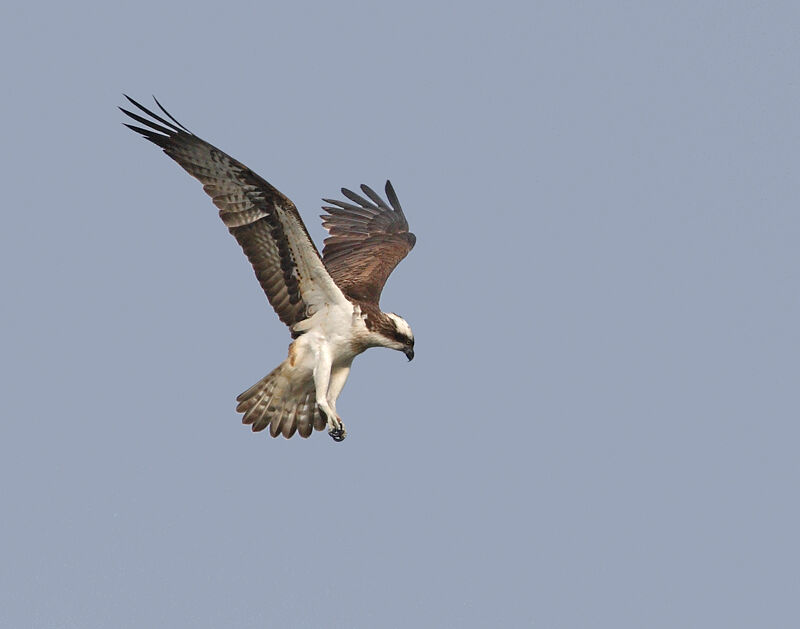 Western Osprey