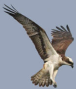 Western Osprey