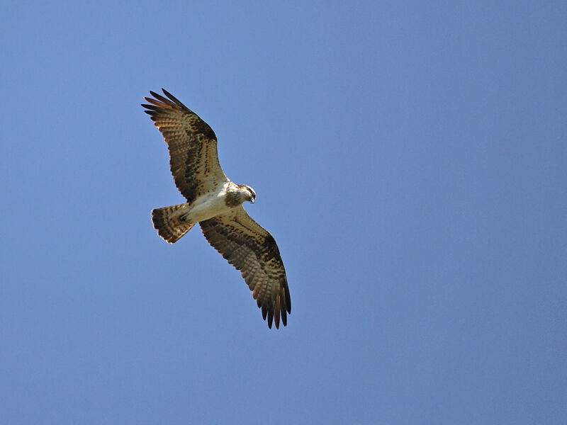 Western Osprey