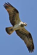 Western Osprey