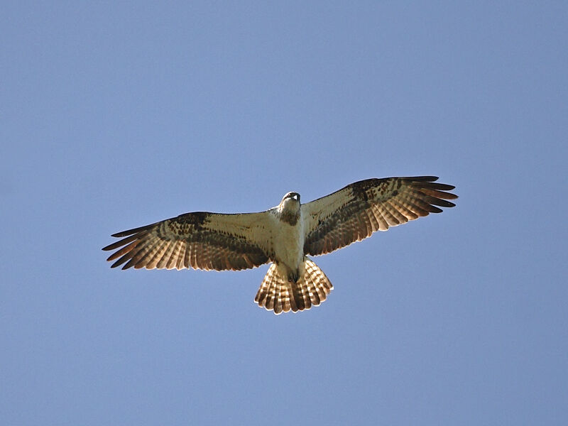 Western Osprey