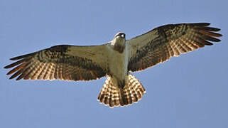 Western Osprey