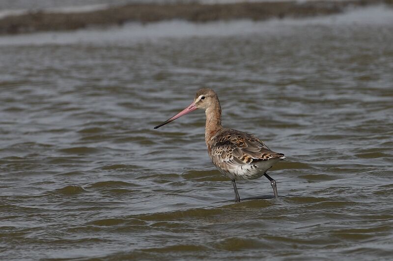 Black-tailed Godwit, identification