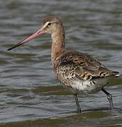 Black-tailed Godwit