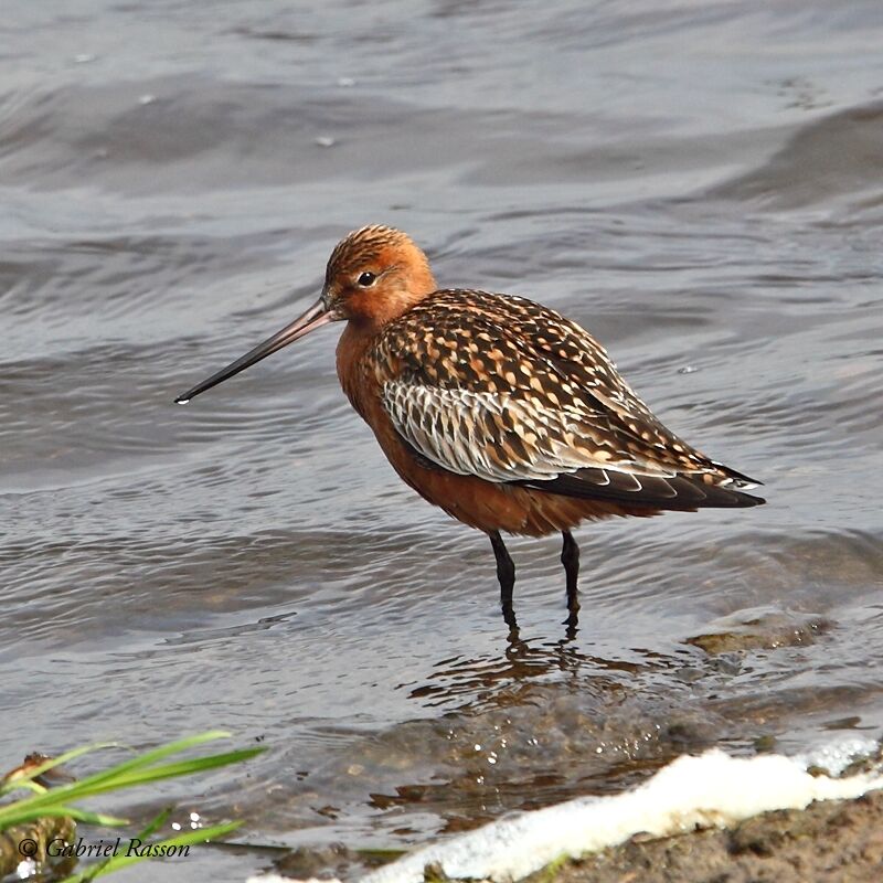 Bar-tailed Godwit