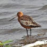 Bar-tailed Godwit