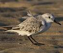 Bécasseau sanderling