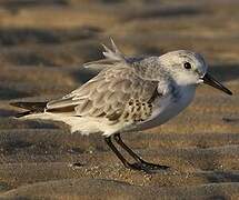 Sanderling