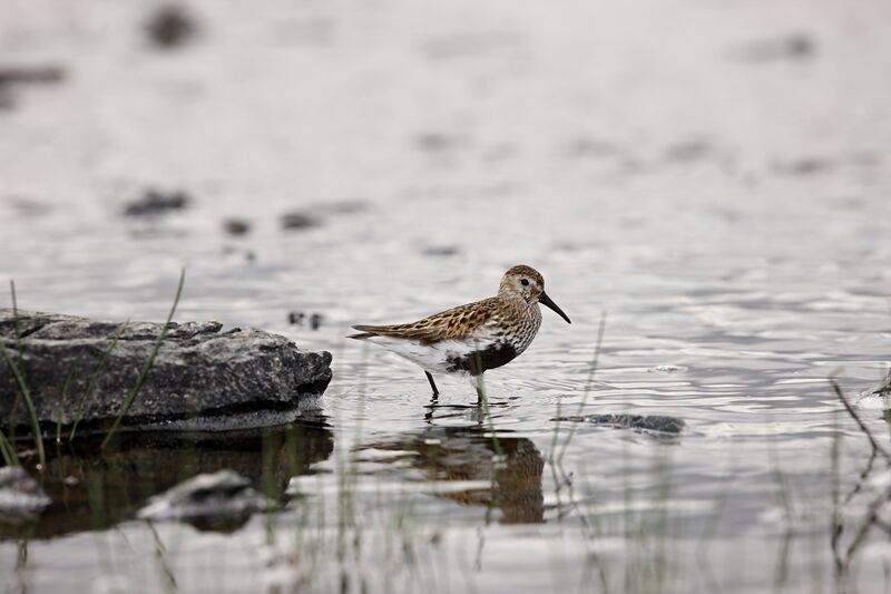 Dunlin