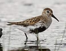 Dunlin