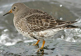 Purple Sandpiper