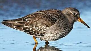 Purple Sandpiper