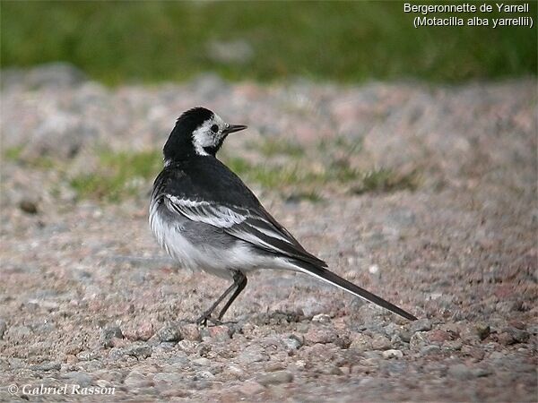 White Wagtail (yarrellii)