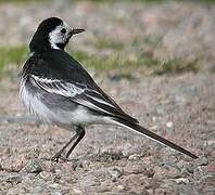 White Wagtail (yarrellii)