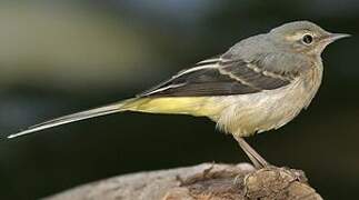 Bergeronnette des ruisseaux