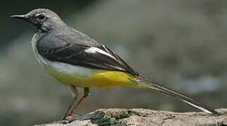 Grey Wagtail