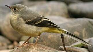 Grey Wagtail