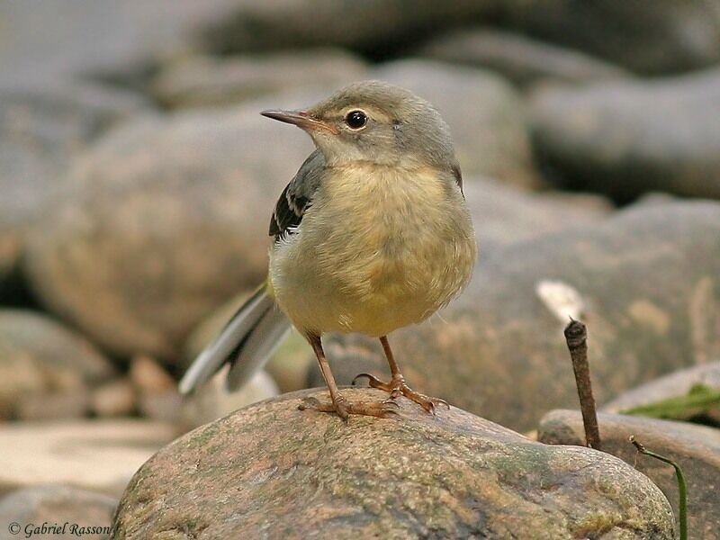 Grey Wagtail