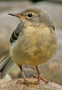 Grey Wagtail