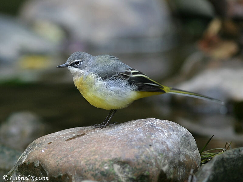 Grey Wagtail