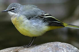 Grey Wagtail