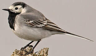 White Wagtail