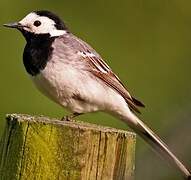 White Wagtail