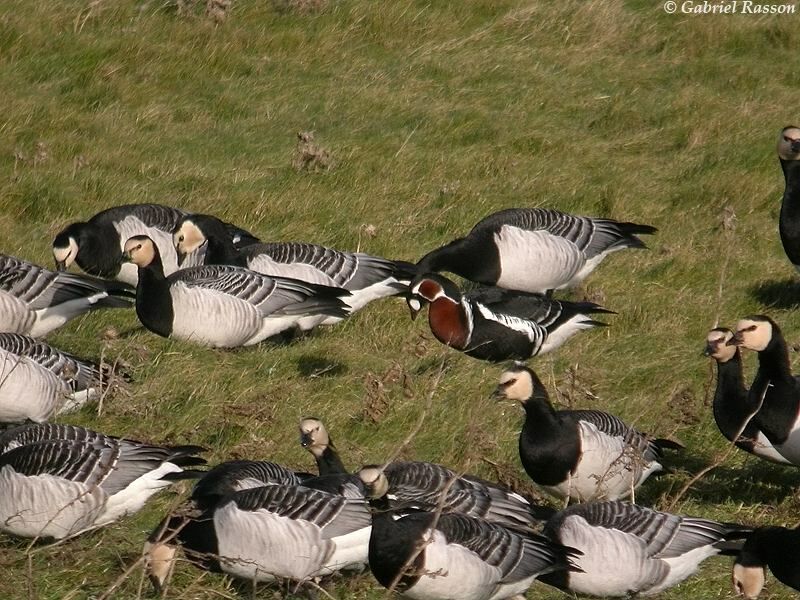 Red-breasted Goose