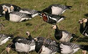 Red-breasted Goose