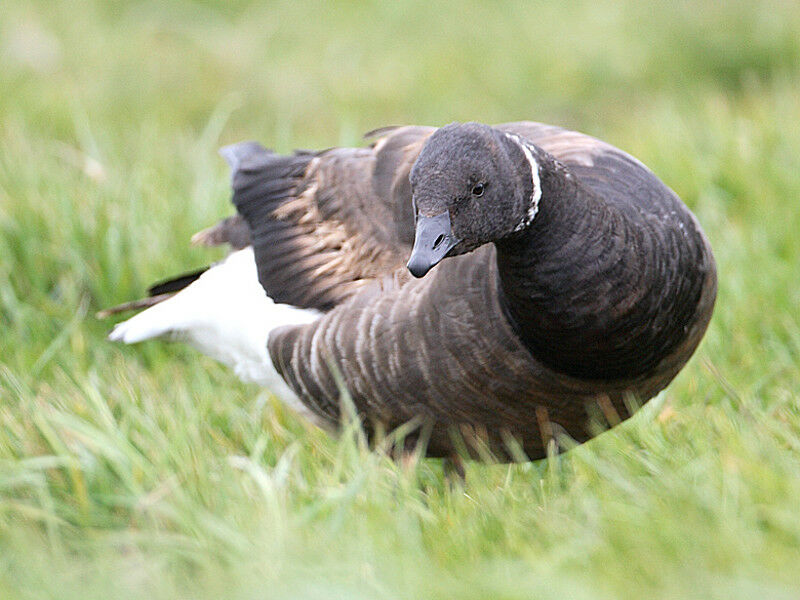 Brant Goose