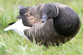 Brant Goose