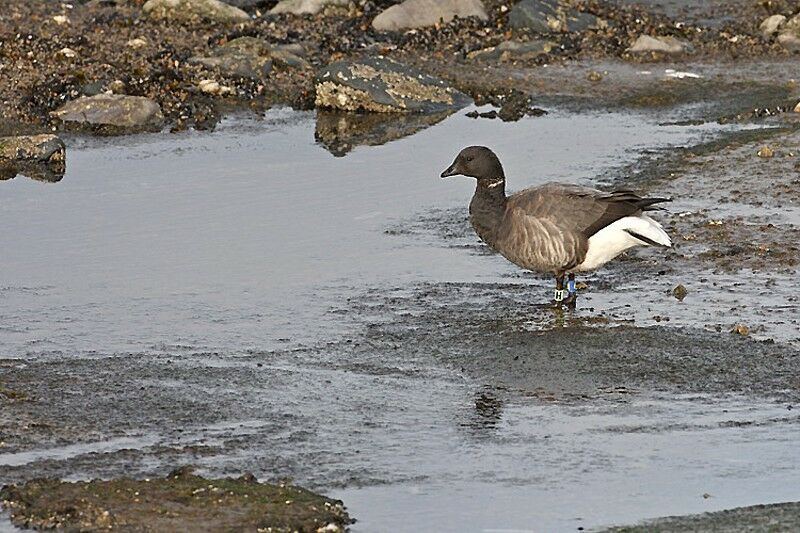 Brant Goose