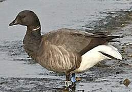 Brant Goose