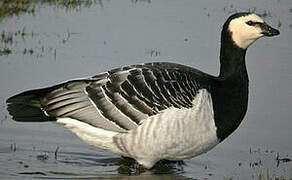 Barnacle Goose