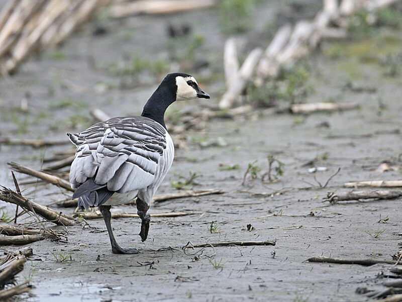 Barnacle Goose