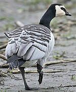 Barnacle Goose