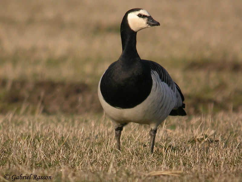 Barnacle Goose