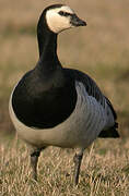 Barnacle Goose