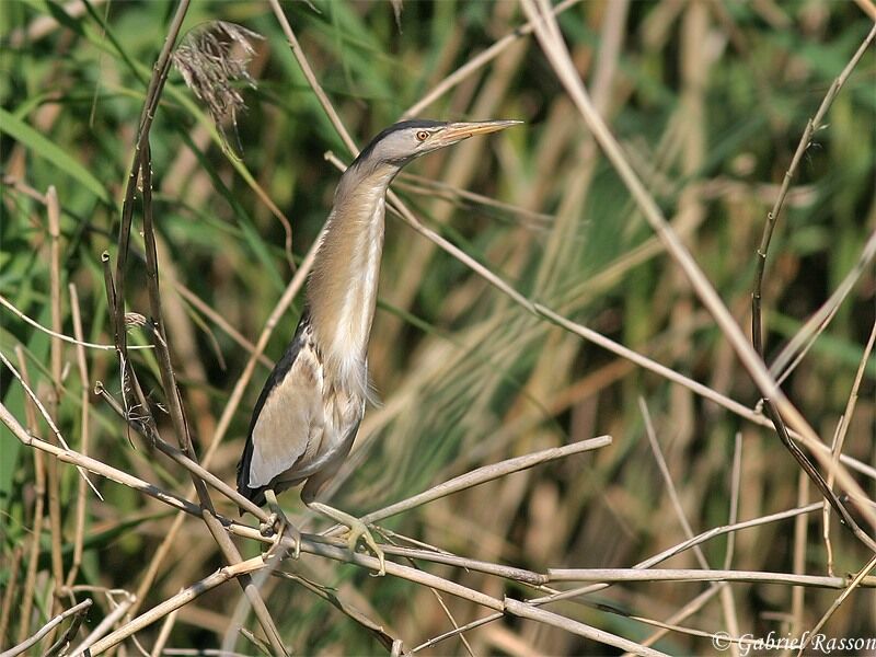 Little Bittern