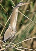 Little Bittern