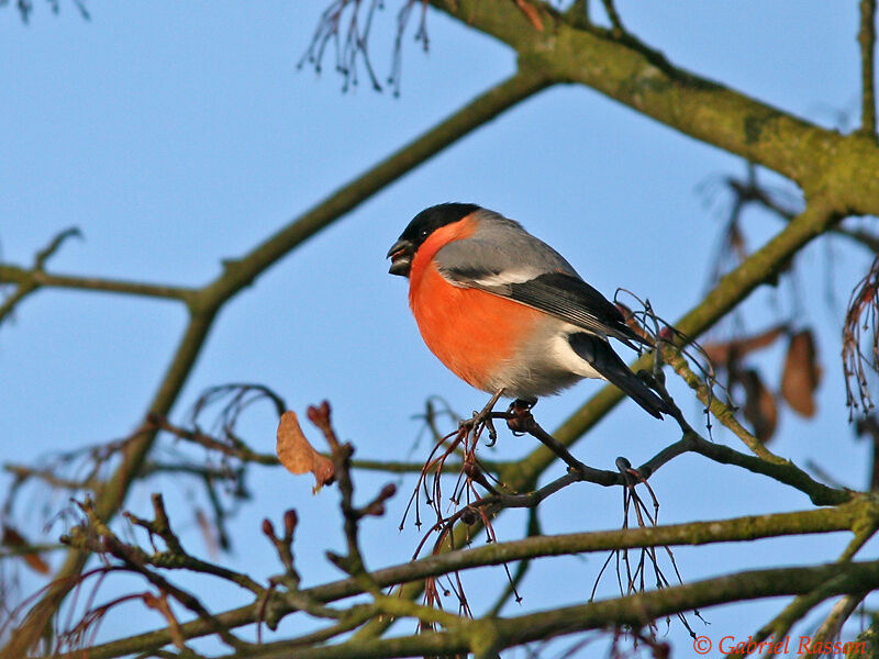 Eurasian Bullfinch