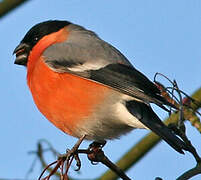 Eurasian Bullfinch