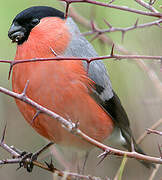 Eurasian Bullfinch