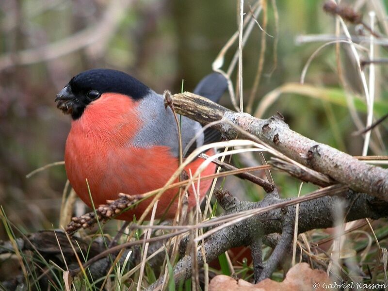 Eurasian Bullfinch