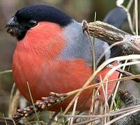 Eurasian Bullfinch