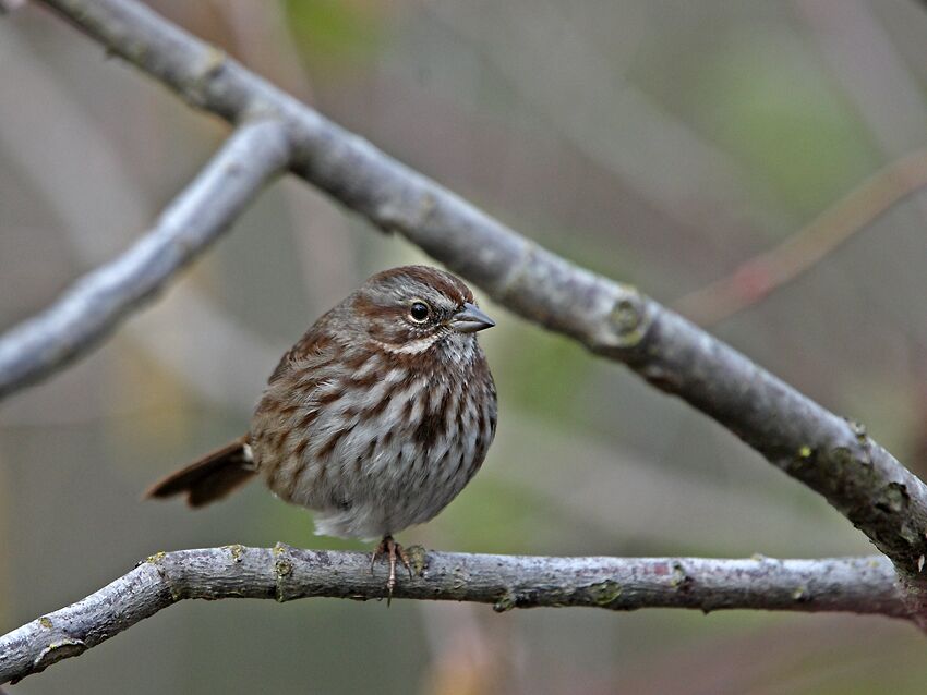 Song Sparrow