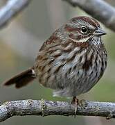 Song Sparrow