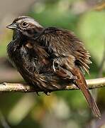 Song Sparrow