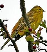 Yellowhammer